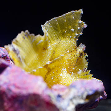 Leaf Fish Yellow, 3.25