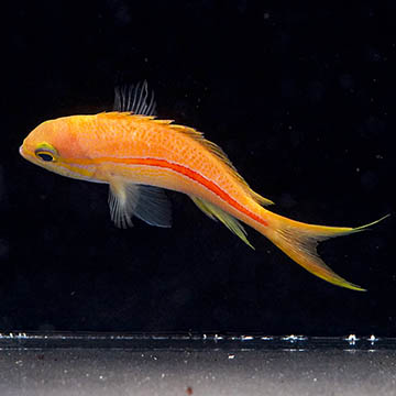Red Stripe Anthias, 4.25