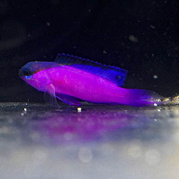 Black Cap Basslet, 1.75