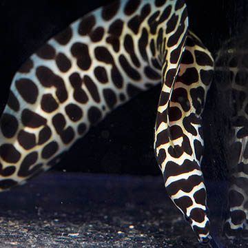 Tessalata Eel, 15