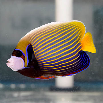 Emperor Angelfish, 5.5 Adult