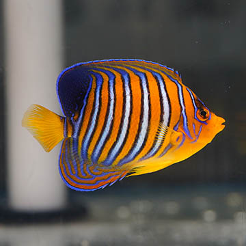 Regal Angelfish, 3.5 EXPERT ONLY