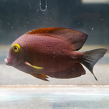 Squaretail Bristletooth Tang, 4.5 