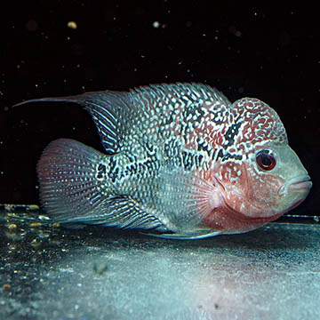 Flowerhorn