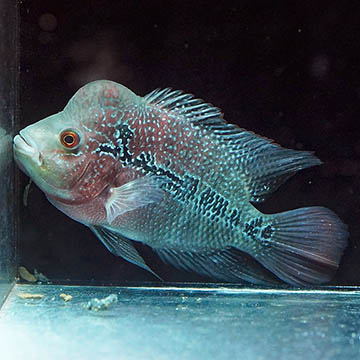 Flowerhorn Cichlid