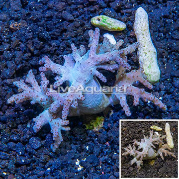 Sinularia Leather Coral Vietnam