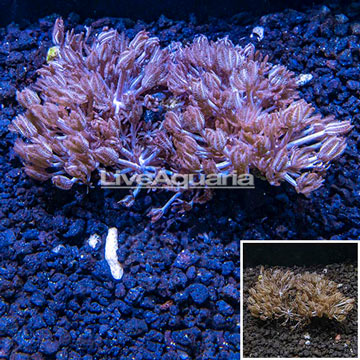 Xenia Coral Indonesia