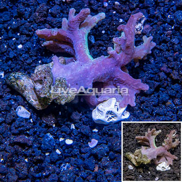 Sinularia Leather Coral Vietnam