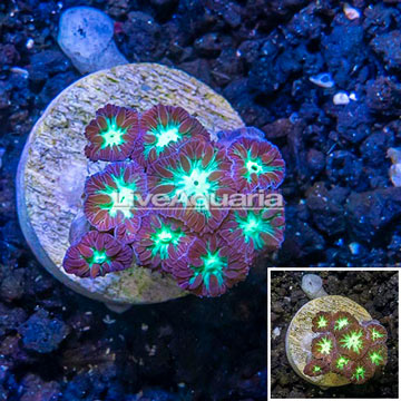 LiveAquaria® Purple Blastomussa Coral