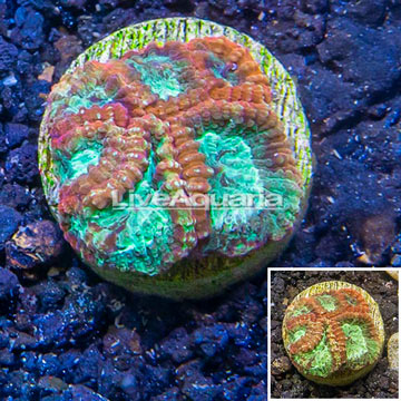 LiveAquaria® Cultured Goniastrea Brain Coral 