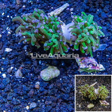 LiveAquaria® Cultured Torch Coral 