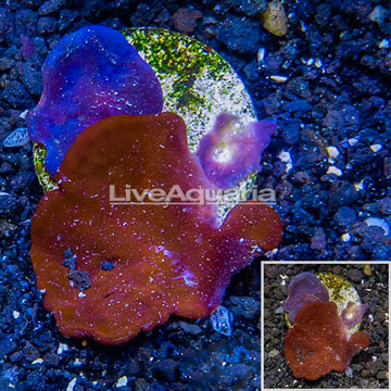 LiveAquaria® Cultured Red and Blue Sponge