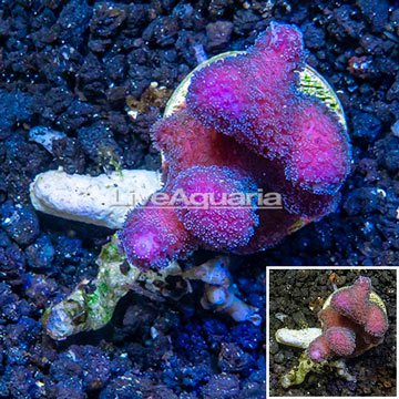 LiveAquaria® Cultured Pink Stylophora Coral 