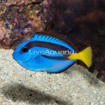 Yellow Belly Blue Tang