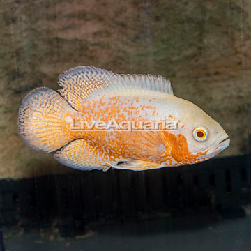 Albino Oscar