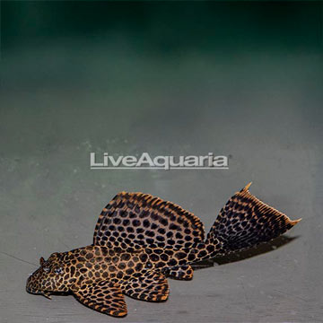 Spotted Pleco