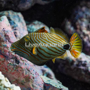 Undulated Triggerfish