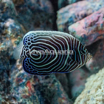 Emperor Angelfish 