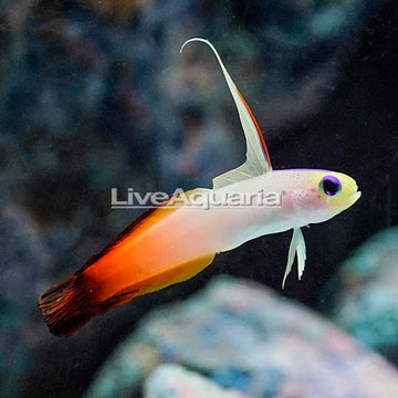 Firefish Goby