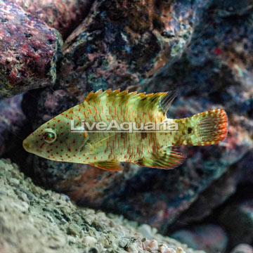 Floral Wrasse 