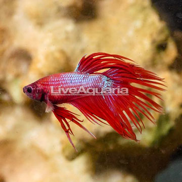 Crowntail Betta, Male 