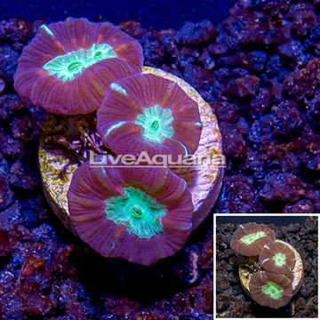 LiveAquaria® Cultured Candy Cane Coral 