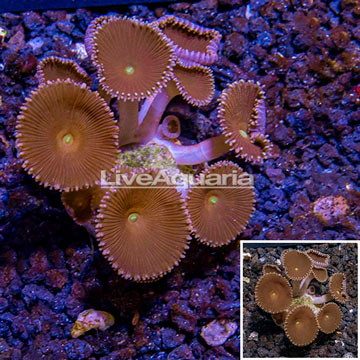 LiveAquaria® Cultured Protopalythoa Polyps 