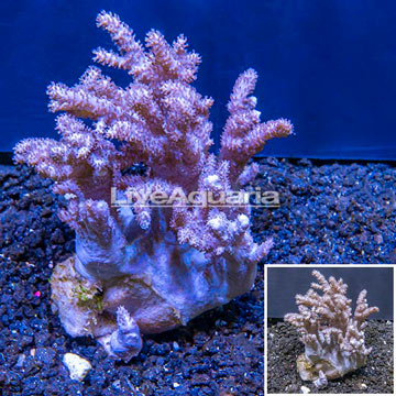 Sinularia Leather Coral Vietnam