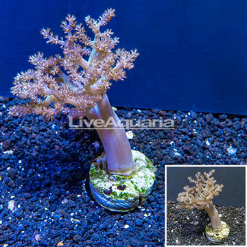 Pineapple Tree Coral Indonesia