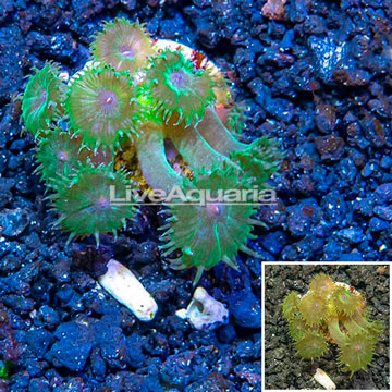 LiveAquaria® Cultured Ultra Turbinaria Coral