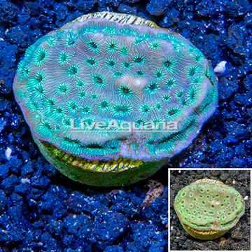 LiveAquaria® Cultured Pavona Coral