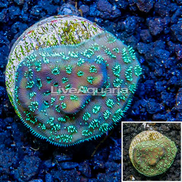 LiveAquaria® Cultured Pavona Coral