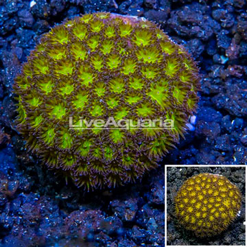 LiveAquaria® Cultured Leptastrea Coral