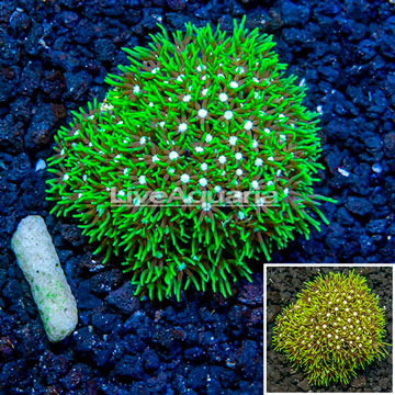 LiveAquaria® Cultured Starburst Polyps 