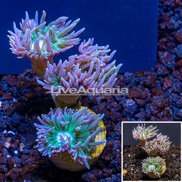 LiveAquaria® Cultured Duncan Coral (3 Heads) 