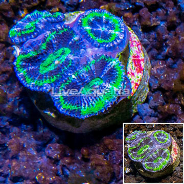 LiveAquaria® Cultured Acan Lord Coral