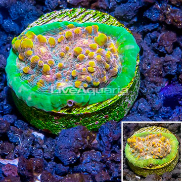 LiveAquaria® Chalice Coral