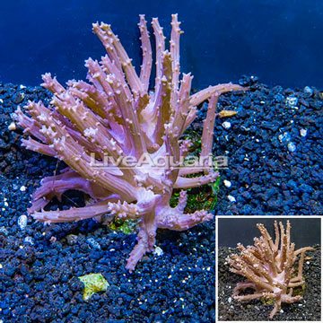 Tree Coral Indonesia