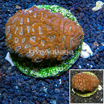 Acan Lord Coral Indonesia