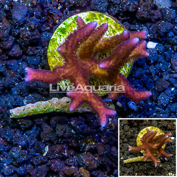 LiveAquaria® Cultured Birdsnest Coral 