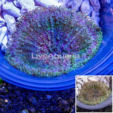 Mini Carpet Anemone