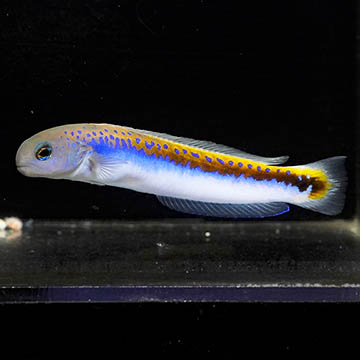 Oreni Tilefish, 6.25