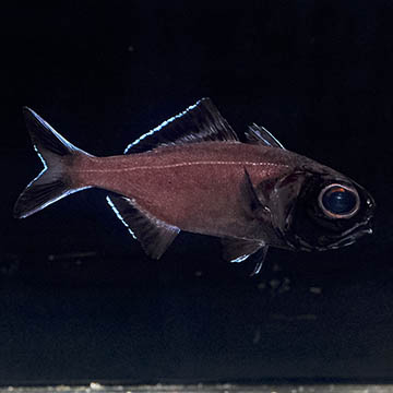 Twofin Flashlight Fish 3.75