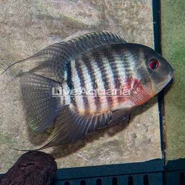 Tiger Severum Cichlid