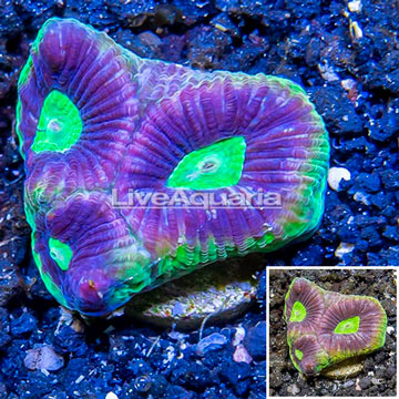 LiveAquaria® Cultured Goniastrea Coral