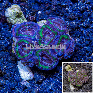 LiveAquaria® Cultured Acan Lord Coral