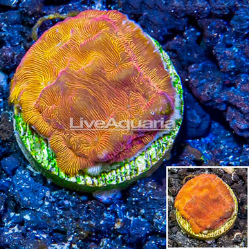 LiveAquaria® Cultured Leptoseris Coral