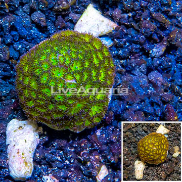 LiveAquaria® Cultured Leptastrea Coral