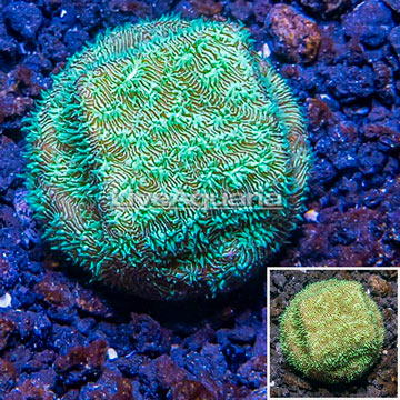 LiveAquaria® Neon Green Leptoseris Coral