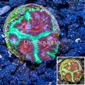 LiveAquaria® Cultured Favia Coral